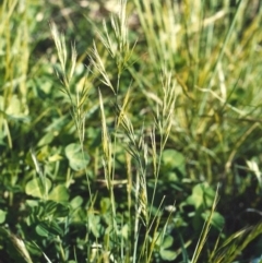 Vulpia bromoides (Squirrel-tail Fescue, Hair Grass) at Conder, ACT - 17 Oct 2007 by michaelb