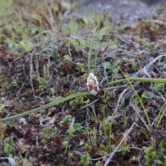 Wurmbea dioica subsp. dioica (Early Nancy) at Tennent, ACT - 28 Aug 2015 by michaelb