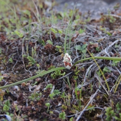 Wurmbea dioica subsp. dioica (Early Nancy) at Namadgi National Park - 28 Aug 2015 by michaelb