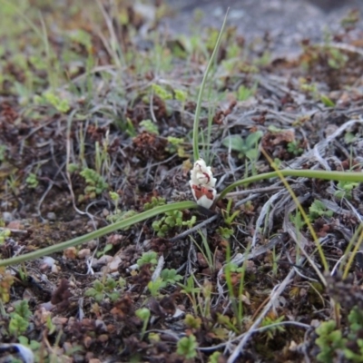 Wurmbea dioica subsp. dioica (Early Nancy) at Tennent, ACT - 29 Aug 2015 by MichaelBedingfield