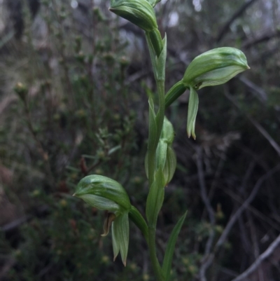 Bunochilus umbrinus (Broad-sepaled Leafy Greenhood) at Acton, ACT - 30 Aug 2015 by AaronClausen