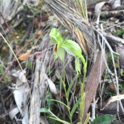 Bunochilus umbrinus (Broad-sepaled Leafy Greenhood) at Black Mountain - 30 Aug 2015 by AaronClausen