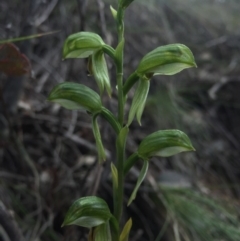 Bunochilus umbrinus (Broad-sepaled Leafy Greenhood) at Black Mountain - 30 Aug 2015 by AaronClausen