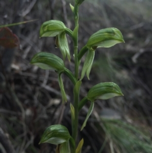 Bunochilus umbrinus (ACT) = Pterostylis umbrina (NSW) at suppressed - 30 Aug 2015