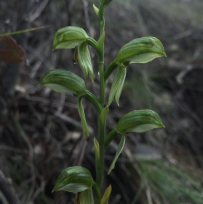 Bunochilus umbrinus (Broad-sepaled Leafy Greenhood) at Black Mountain - 30 Aug 2015 by AaronClausen