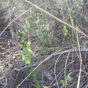 Bunochilus umbrinus (ACT) = Pterostylis umbrina (NSW) at suppressed - 30 Aug 2015