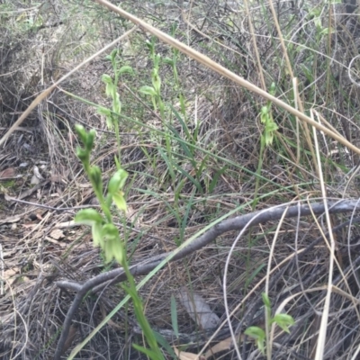 Bunochilus umbrinus (Broad-sepaled Leafy Greenhood) at Black Mountain - 30 Aug 2015 by AaronClausen