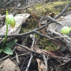 Pterostylis nutans (Nodding Greenhood) at Black Mountain - 30 Aug 2015 by AaronClausen