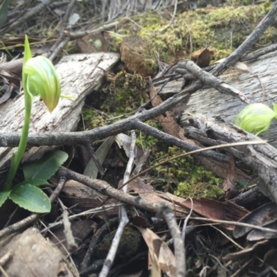 Pterostylis nutans (Nodding Greenhood) at Canberra Central, ACT - 30 Aug 2015 by AaronClausen