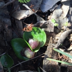 Corysanthes incurva (Slaty Helmet Orchid) at Canberra Central, ACT - 30 Aug 2015 by AaronClausen