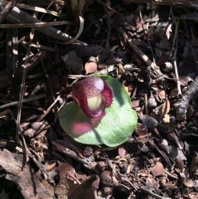 Corysanthes incurva (Slaty Helmet Orchid) at Black Mountain - 30 Aug 2015 by AaronClausen