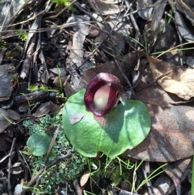Corysanthes incurva (Slaty Helmet Orchid) at Canberra Central, ACT - 30 Aug 2015 by AaronClausen