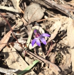 Cyanicula caerulea (Blue Fingers, Blue Fairies) at Black Mountain - 30 Aug 2015 by AaronClausen