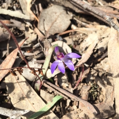 Cyanicula caerulea (Blue Fingers, Blue Fairies) at Black Mountain - 30 Aug 2015 by AaronClausen