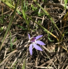 Cyanicula caerulea (Blue Fingers, Blue Fairies) at Black Mountain - 30 Aug 2015 by AaronClausen