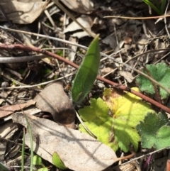 Caladenia atrovespa (Green-comb Spider Orchid) at Black Mountain - 30 Aug 2015 by AaronClausen