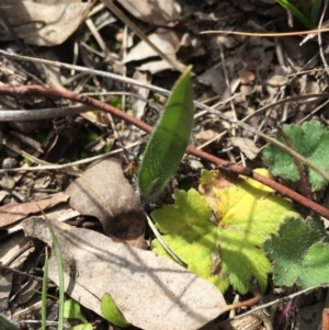 Caladenia atrovespa at Canberra Central, ACT - suppressed