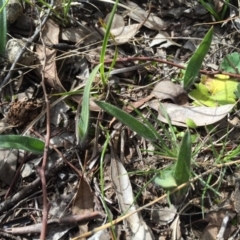 Caladenia atrovespa at Canberra Central, ACT - suppressed