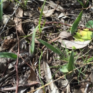 Caladenia atrovespa at Canberra Central, ACT - 30 Aug 2015