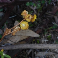 Chrysocephalum apiculatum (Common Everlasting) at Bruce, ACT - 1 Jan 2001 by JanetRussell