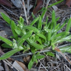 Chrysocephalum apiculatum at Bruce, ACT - 1 Jan 2001