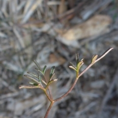 Clematis leptophylla (Small-leaf Clematis, Old Man's Beard) at Bruce, ACT - 31 Dec 2000 by JanetRussell