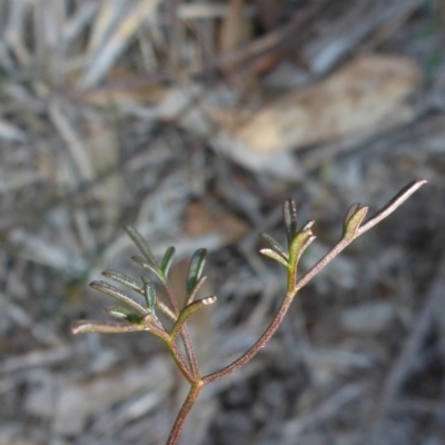 Clematis leptophylla (Small-leaf Clematis, Old Man's Beard) at Bruce, ACT - 1 Jan 2001 by JanetRussell