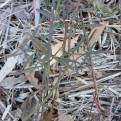 Clematis leptophylla at Bruce, ACT - 1 Jan 2001