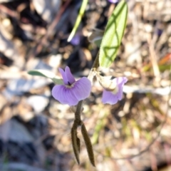 Hovea heterophylla (Common Hovea) at Aranda, ACT - 31 Dec 2000 by JanetRussell