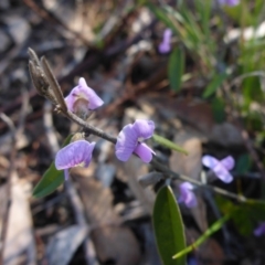 Hovea heterophylla at Aranda, ACT - 1 Jan 2001