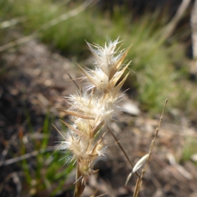 Rytidosperma sp. (Wallaby Grass) at Bruce, ACT - 31 Dec 2000 by JanetRussell