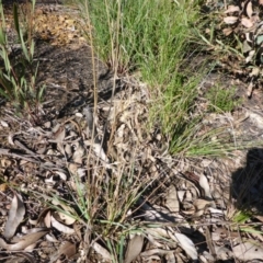 Rytidosperma sp. at Bruce, ACT - 1 Jan 2001