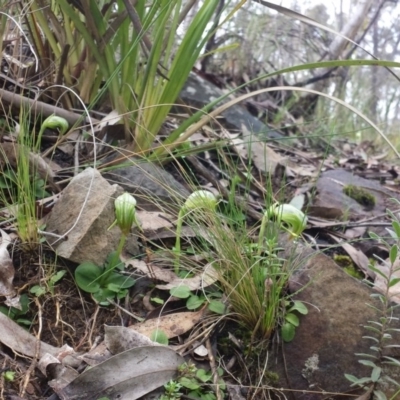 Pterostylis nutans (Nodding Greenhood) at Acton, ACT - 27 Aug 2015 by MattM