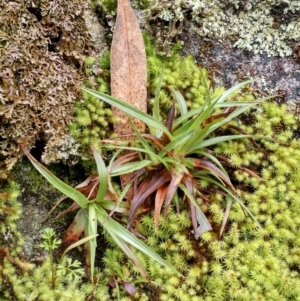 Luzula sp. at Yarrow, NSW - 28 Aug 2015