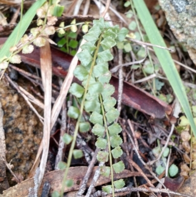 Asplenium flabellifolium (Necklace Fern) at Yarrow, NSW - 28 Aug 2015 by EmmaCook