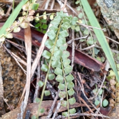 Asplenium flabellifolium (Necklace Fern) at Yarrow, NSW - 27 Aug 2015 by EmmaCook