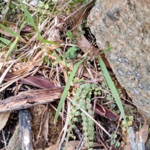 Asplenium flabellifolium at Yarrow, NSW - 28 Aug 2015 12:00 AM