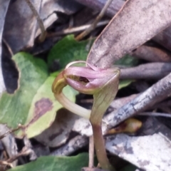 Chiloglottis trapeziformis (Diamond Ant Orchid) at Bruce, ACT - 31 Aug 2015 by MattM