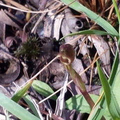 Chiloglottis trapeziformis at Bruce, ACT - 31 Aug 2015