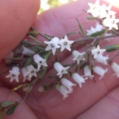 Cryptandra amara (Bitter Cryptandra) at Mount Ainslie - 30 Aug 2015 by SilkeSma