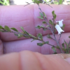 Cryptandra amara at Campbell, ACT - 31 Aug 2015 08:54 AM