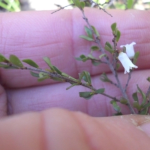 Cryptandra amara at Campbell, ACT - 31 Aug 2015