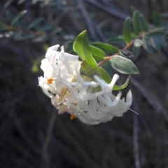 Pimelea linifolia (Slender Rice Flower) at Mount Ainslie - 31 Aug 2015 by SilkeSma