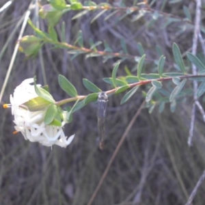Pimelea linifolia at Majura, ACT - 31 Aug 2015