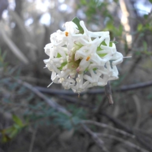 Pimelea linifolia at Majura, ACT - 31 Aug 2015