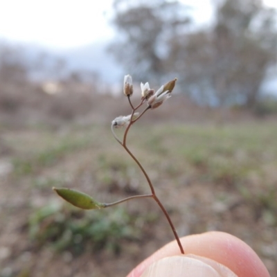 Erophila verna (Whitlow Grass) at Paddys River, ACT - 29 Aug 2015 by michaelb