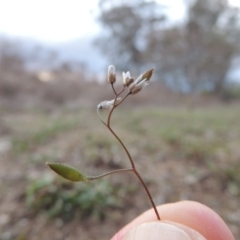 Erophila verna (Whitlow Grass) at Paddys River, ACT - 29 Aug 2015 by michaelb