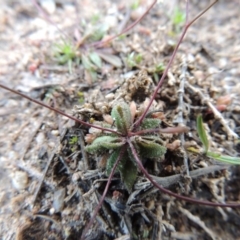 Erophila verna at Paddys River, ACT - 30 Aug 2015