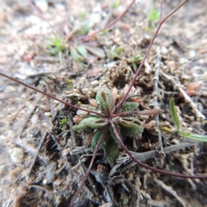 Erophila verna at Paddys River, ACT - 30 Aug 2015