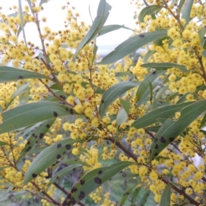 Acacia rubida at Paddys River, ACT - 30 Aug 2015 12:00 AM